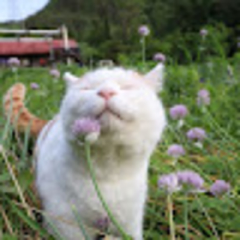 Meet your Posher, Veronica